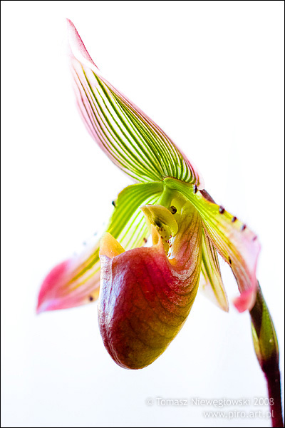 Storczyk, orchidea, Paphiopedillum Callosum