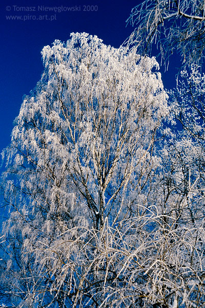 Mroźna zima, oszronione drzewa